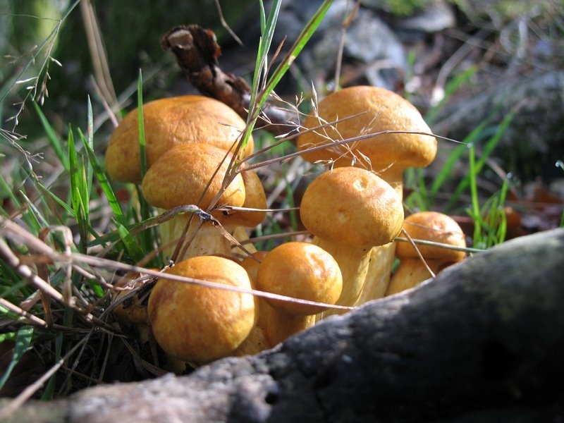 Gymnopilus spectabilis 02 